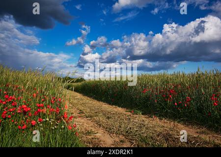 Geografia / viaggi, Austria, bassa Austria, Pfoesing, percorso attraverso campi coltivati con papaveri, ULTERIORI DIRITTI-CLEARANCE-INFO-NON-DISPONIBILI Foto Stock