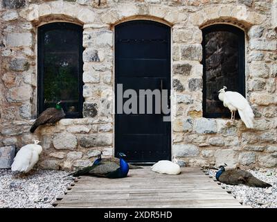 Gruppo di pavoni di fronte a un antico castello, Bodrum, Turchia, Europa Foto Stock