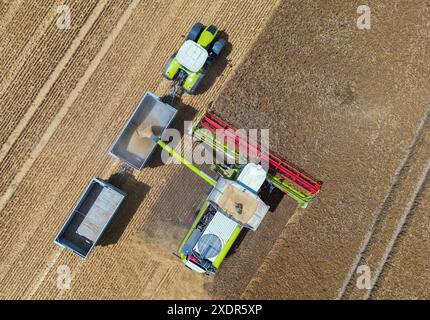 24 giugno 2024, Brandeburgo, Francoforte (Oder): Un agricoltore raccoglie orzo con la sua mietitrebbia in un campo nel Brandeburgo orientale (foto aerea scattata con un drone). La raccolta del grano sta lentamente iniziando nei campi della Germania e molti agricoltori sperano in più sole. In occasione della giornata tedesca degli agricoltori di mercoledì e giovedì a Cottbus (Brandeburgo), l'attenzione principale sarà rivolta alle condizioni quadro politiche. L'attenzione sarà rivolta al sollievo che il governo di coalizione ha promesso al settore oltraggiato come compensazione per lo smantellamento di concessioni di gasolio agricolo di lunga data. Phot Foto Stock