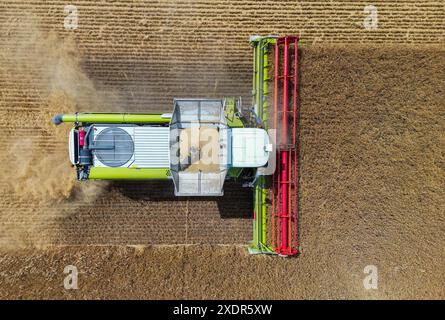 24 giugno 2024, Brandeburgo, Francoforte (Oder): Un agricoltore raccoglie orzo con la sua mietitrebbia in un campo nel Brandeburgo orientale (foto aerea scattata con un drone). La raccolta del grano sta lentamente iniziando nei campi della Germania e molti agricoltori sperano in più sole. In occasione della giornata tedesca degli agricoltori di mercoledì e giovedì a Cottbus (Brandeburgo), l'attenzione principale sarà rivolta alle condizioni quadro politiche. L'attenzione sarà rivolta al sollievo che il governo di coalizione ha promesso al settore oltraggiato come compensazione per lo smantellamento di concessioni di gasolio agricolo di lunga data. Phot Foto Stock