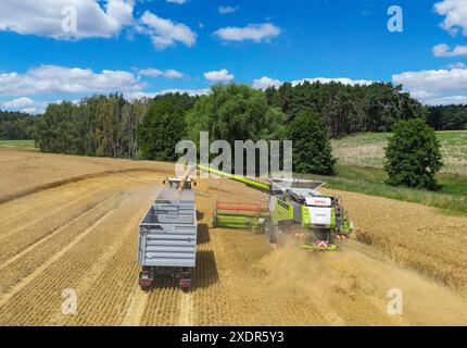 24 giugno 2024, Brandeburgo, Francoforte (Oder): Un agricoltore raccoglie orzo con la sua mietitrebbia in un campo nel Brandeburgo orientale (foto aerea scattata con un drone). La raccolta del grano sta lentamente iniziando nei campi della Germania e molti agricoltori sperano in più sole. In occasione della giornata tedesca degli agricoltori di mercoledì e giovedì a Cottbus (Brandeburgo), l'attenzione principale sarà rivolta alle condizioni quadro politiche. L'attenzione sarà rivolta al sollievo che il governo di coalizione ha promesso al settore oltraggiato come compensazione per lo smantellamento di concessioni di gasolio agricolo di lunga data. Phot Foto Stock