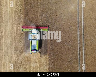 24 giugno 2024, Brandeburgo, Francoforte (Oder): Un agricoltore raccoglie orzo con la sua mietitrebbia in un campo nel Brandeburgo orientale (foto aerea scattata con un drone). La raccolta del grano sta lentamente iniziando nei campi della Germania e molti agricoltori sperano in più sole. In occasione della giornata tedesca degli agricoltori di mercoledì e giovedì a Cottbus (Brandeburgo), l'attenzione principale sarà rivolta alle condizioni quadro politiche. L'attenzione sarà rivolta al sollievo che il governo di coalizione ha promesso al settore oltraggiato come compensazione per lo smantellamento di concessioni di gasolio agricolo di lunga data. Phot Foto Stock