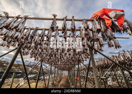 Essiccazione dei pesci, Skrei, merluzzo bianco norvegese, Moskenesoya, Lofoten, Norvegia, Europa Foto Stock