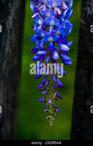 Una foto macro cattura gli intricati dettagli dei fiori di Wisteria sinensis, mostrando i loro vibranti petali viola e la delicata bellezza. Foto Stock