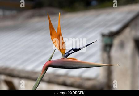 Immagine ravvicinata di Bird of Paradise, Strelitizia, fiori. Foto Stock