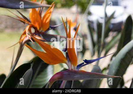 Immagine ravvicinata di Bird of Paradise, Strelitizia, fiori. Foto Stock