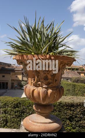 Un'urna di terracotta ornata con piante succulente all'ingresso del Giardino di Boboli, Firenze, Italia Foto Stock