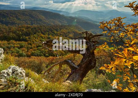 Gempen, Svizzera, Soletta, Schartenflue, autunno, Schwarzbubenland Foto Stock