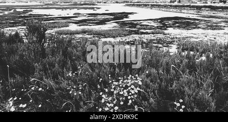 Normandia, Francia. Splendido paesaggio paludoso vicino a Saint-Vaast-la-Hougue, nella penisola di Cotentin. Sfondo di viaggio naturalistico. Foto storica in bianco e nero. Foto Stock