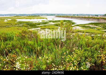 Normandia, Francia. Splendido paesaggio paludoso vicino a Saint-Vaast-la-Hougue, nella penisola di Cotentin. Sfondo di viaggio naturalistico. Turismo rurale in campagna. Foto Stock