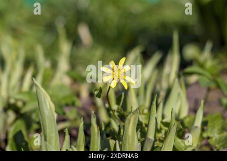 un fiore giallo in un prato verde Foto Stock