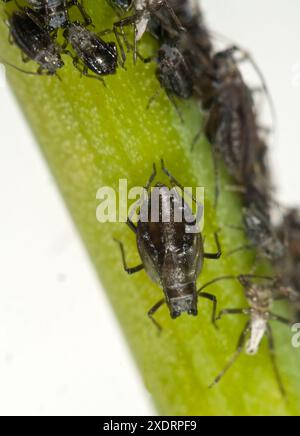 Gli afidi di cipolla (Neotoxoptera formosana) gli afidi brachyopteri costituiscono una colonia di parassiti sullo stelo e sulle gemme di una pianta di erba cipollina, Berkshire, maggio Foto Stock