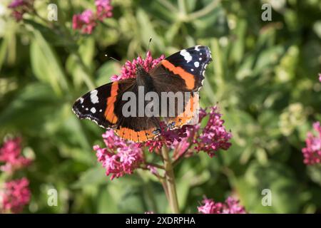 Una farfalla di ammiraglio rosso (Vanessa atalanta) che si nutre del fiore di una valeriana rossa (Centranthus ruber), Berkshire, maggio, Foto Stock