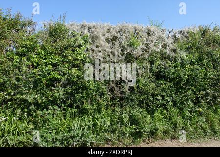 Tela di seta di brufoli di falena ermellata (Yponomeuta cagnagella) su un riccio contenente cespugli di mandrino nel Berkshire, maggio Foto Stock