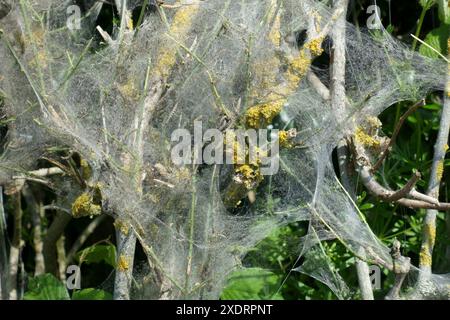 Tela di seta di brufoli di falena ermellata (Yponomeuta cagnagella) su un riccio contenente cespugli di mandrino nel Berkshire, maggio Foto Stock