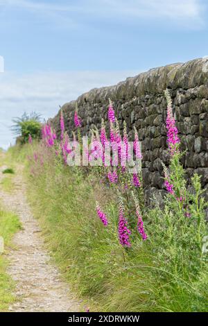 Guanti di volpe selvatici (digitalis purpurea) che crescono accanto a un muro di pietra a secco a Baildon, Yorkshire. Questi ricchi fiori di nettare attraggono le api. Foto Stock