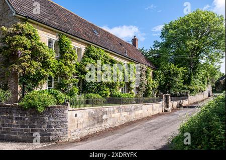 Wisteria e rose da arrampicata fuori dalla canonica del Somerset, costruita con pietra calcarea locale risalente al XVII secolo, Inghilterra sud-occidentale, Regno Unito. Foto Stock