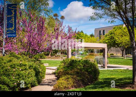 Davis, California USA - 23 marzo 2017: Alberi in fiore a Vanderhoef Quad a UC Davis. Foto Stock