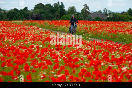 Musselburgh, Scozia, Regno Unito. 24 giugno 2024. Campo pieno di papaveri rossi in piena fioritura, apprezzato oggi dal pubblico e dagli appassionati di cani a Musselburgh. Iain Masterton/Alamy Live News Foto Stock