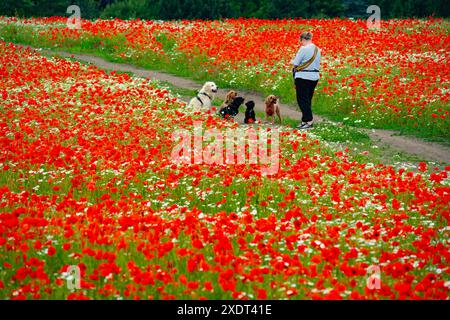 Musselburgh, Scozia, Regno Unito. 24 giugno 2024. Campo pieno di papaveri rossi in piena fioritura, apprezzato oggi dal pubblico e dagli appassionati di cani a Musselburgh. Iain Masterton/Alamy Live News Foto Stock