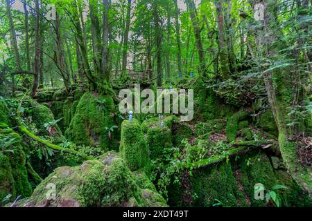 Puzzlewood, Perrygrove Road, Coleford, Forest of Dean, Gloucestershire, REGNO UNITO Foto Stock