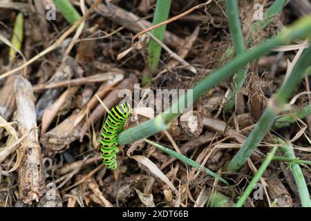 Un vivace bruco verde con strisce nere e macchie arancioni su una pianta di finocchio Foto Stock