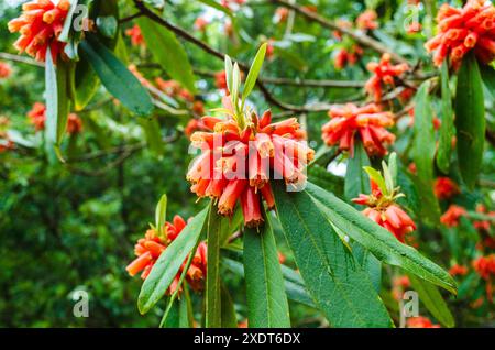 Primo piano del rododendro in fiore con fiori di campanella rosa di salmone in un parco di campagna della contea di Down dell'Irlanda del Nord Foto Stock