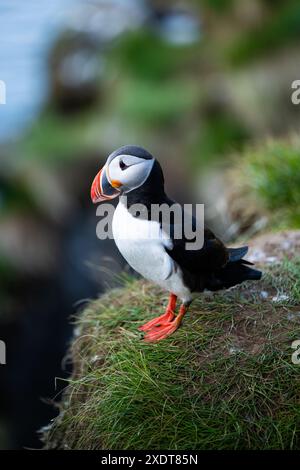 Splendida vista di una graziosa pulcinella, un uccello marino in bianco e nero con un enorme bancone multicolore. Foto Stock