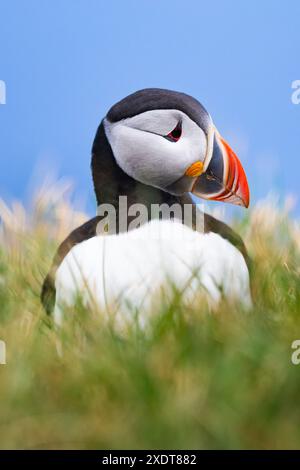 Splendida vista di una graziosa pulcinella, un uccello marino in bianco e nero con un enorme bancone multicolore. Foto Stock