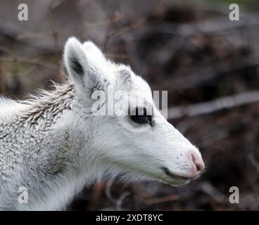 Testa falsa di renna bianca Foto Stock