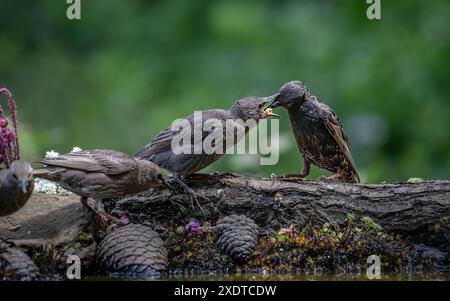 Un primo piano di un giovane starling che viene dato da mangiare Foto Stock