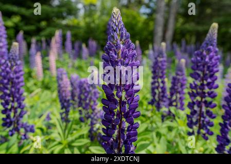 Lupine fiorì a giugno nella Superior National Forest nel nord del Minnesota. Foto Stock