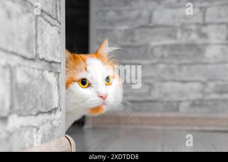 sbircia gatto domestico dietro l'angolo, da vicino Foto Stock