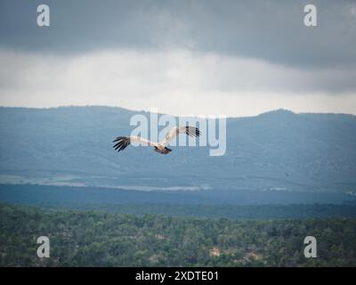 Un avvoltoio dalla schiena in volo sopra le montagne del Parco naturale della Serrania de Cuenca, in Spagna Foto Stock