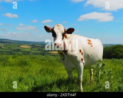 Una bella e tranquilla vacca dell'Ayrshire in una fattoria biologica di Dartmoor, Devon. Foto Stock