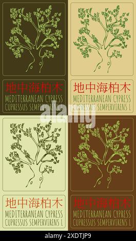 Set di disegni vettoriali di CIPRESSO MEDITERRANEO in cinese in vari colori. Illustrazione disegnata a mano. Il nome latino è CUPRESSUS SEMPERVIRENS L. Illustrazione Vettoriale