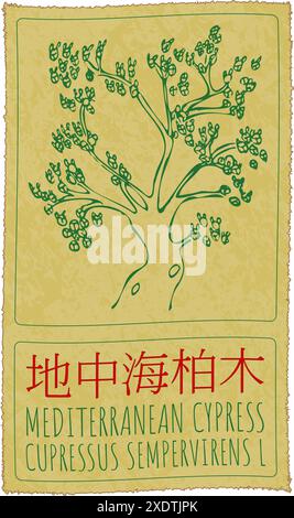 Disegno vettoriale CIPRESSO MEDITERRANEO in cinese. Illustrazione disegnata a mano. Il nome latino è CUPRESSUS SEMPERVIRENS L. Illustrazione Vettoriale