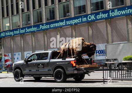 Il Buffalo Mount ripieno cavalca sul retro del pick-up Truck, 29024, NYC, USA Foto Stock