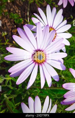 Dimorphotheca Ecklonis con petali rosa e bianchi Foto Stock