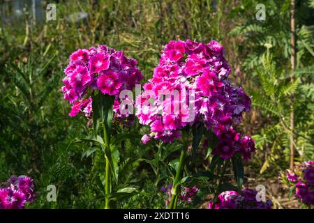 Dianthus barbatus o Sweet William Foto Stock