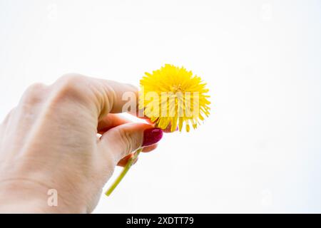 Donna che raccoglie fiori primaverili leoni gialli sul prato in estate. Ripresa dal punto di vista. . Foto di alta qualità Foto Stock