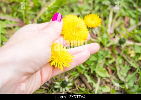 Donna che raccoglie fiori primaverili leoni gialli sul prato in estate. Ripresa dal punto di vista. . Foto di alta qualità Foto Stock