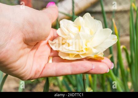 Bella narcisi bianca nelle mani di una giovane donna. Primo piano. I primi fiori primaverili. Foto di alta qualità Foto Stock