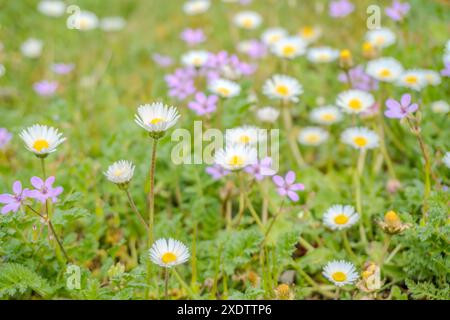 Camomilla campo fiori bordo. Bella scena della natura con camomille mediche fiorenti in luce solare. Medicina alternativa Spring Daisy. Estate volata Foto Stock