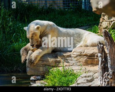 Orso polare prigioniero; zoo di San Diego; Balboa Park; San Diego; California; STATI UNITI Foto Stock