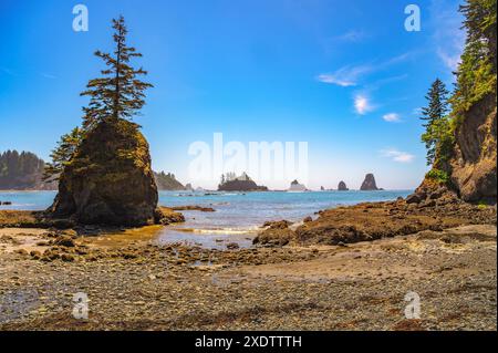 La Push Third Beach con un albero solitario su una pila di mare nello stato di Washington Foto Stock