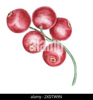 Mirtillo rosso, cowberry, ramo di lingonberry in acquerello. Clipart di bacche nordiche rosse. Raccolto autunnale, pianta medicinale per etichette, menu, tè, Ringraziamento Foto Stock