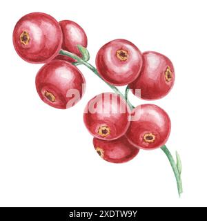 Mirtillo rosso, cowberry, ramo di lingonberry in acquerello. Foresta rossa clipart di bacche nordiche. Raccolta autunnale, illustrazione botanica delle piante medicinali per etichette, menu, tè, integratori alimentari, Ringraziamento Foto Stock