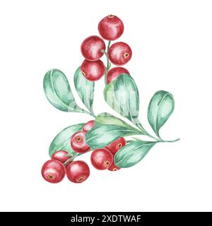 Mirtillo rosso, cowberry, ramo di lingonberry in acquerello. Foresta rossa clipart di bacche nordiche. Raccolta autunnale, illustrazione botanica delle piante medicinali per etichette, menu, tè, integratori alimentari, Ringraziamento Foto Stock