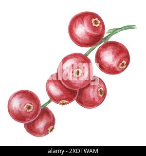 Mirtillo rosso, cowberry, ramo di lingonberry in acquerello. Clipart di bacche nordiche rosse. Raccolto autunnale, pianta medicinale per etichette, menu, tè, Ringraziamento Foto Stock